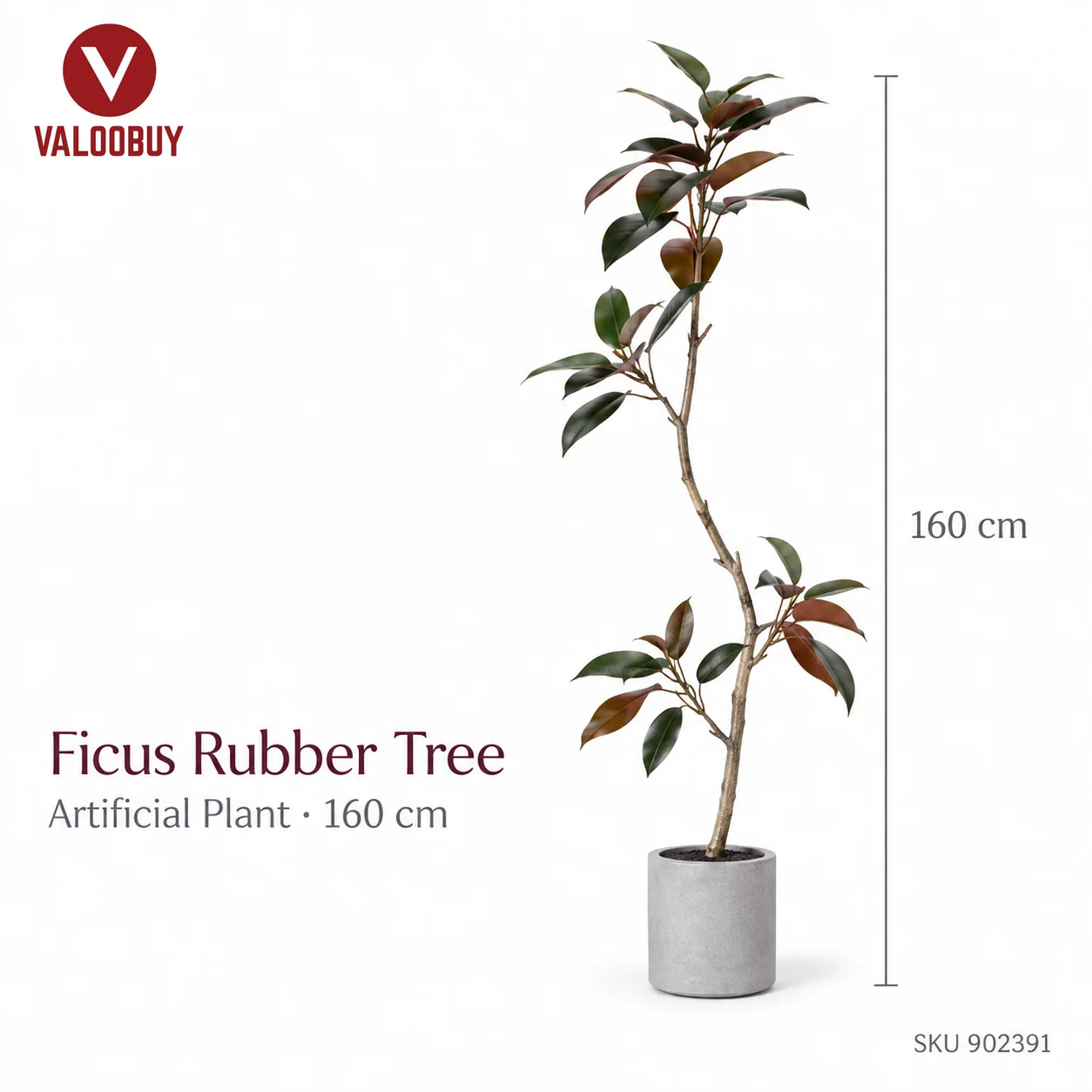 Ficus Rubber Tree 160cm Pokok Getah
